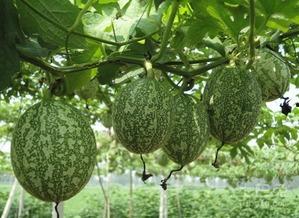 孕期梦见摘吊瓜吃瓜,摘吊瓜吃瓜的寓意与启示